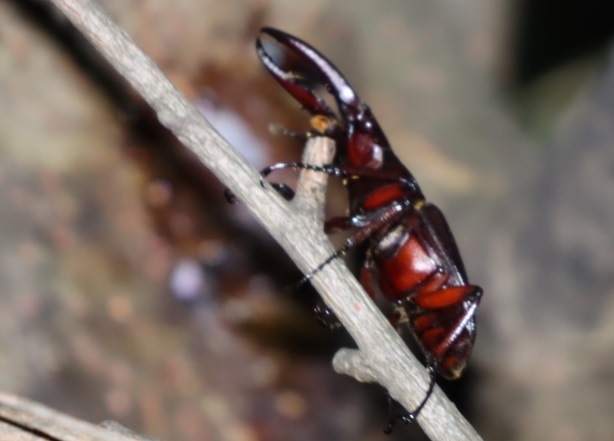 ノコギリクワガタ♂（別アングル）_クネクネしたヤナギ_ヤナギ林_2023年5月30日19時50分 気温20.3度